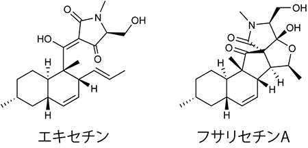 エキセチンとフサリセチンAの化学構造の図