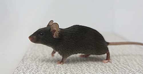 Photo showing mouse on textured floor