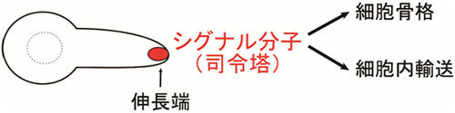 細胞伸長の司令塔の図