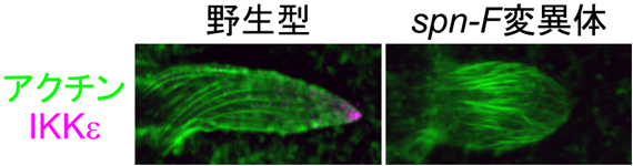 野生型とspn-F遺伝子変異体の剛毛細胞におけるIKKεの局在の図