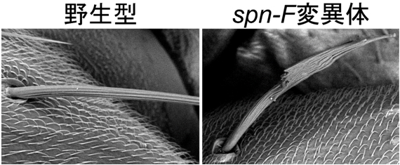 spn-F遺伝子変異体で認められる剛毛の形態異常の図