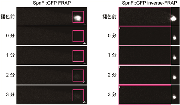 Spn-Fタンパク質が伸長端に係留される様子の図