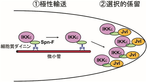 IKKεが伸長端に正しく配置される仕組みの図