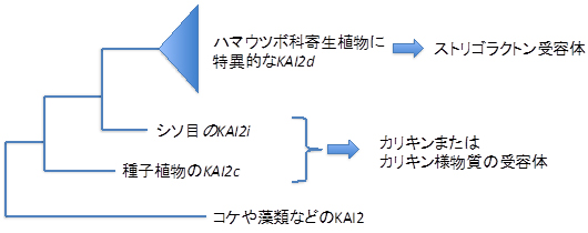 KAI2遺伝子の系統的関係とその役割の図