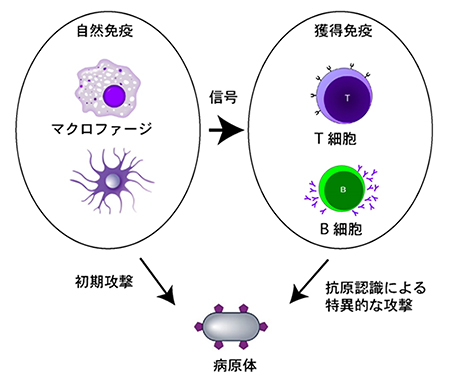 自然免疫と獲得免疫の図