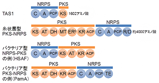 テヌアゾン酸生合成酵素TAS1のドメイン構造と他のPKSとNRPSの融合型酵素との比較の図