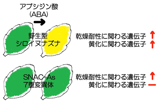 ABA処理による葉の黄化誘導実験とSNAC-As 7重変異体よる遺伝子発現の図