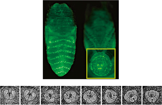 ショウジョウバエの雄の蛹の蛍光顕微鏡写真と外生殖器の回転運動の図