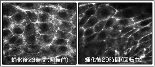 上皮細胞接着辺に見られるミオシンの集積の変化の図