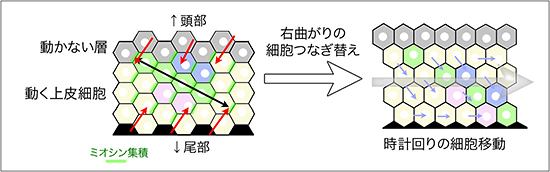 右曲がりのつなぎ替えによる時計回りの細胞移動のモデル図