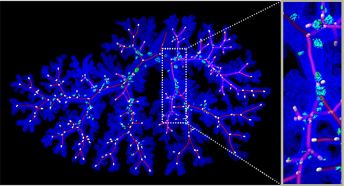 マウス胎児の気管支とNE細胞クラスターの3次元画像の図