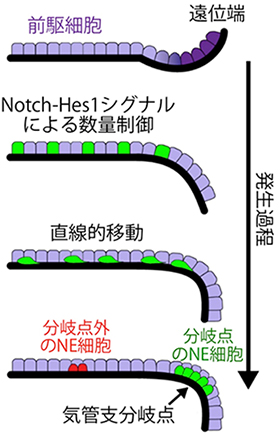 NE細胞の細胞分化とクラスター形成過程の図