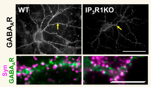 Schematic showing effect of knocking out the IP3 1 receptor in hippocampal neurons