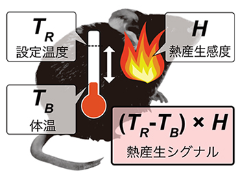 哺乳類の熱産生系の図