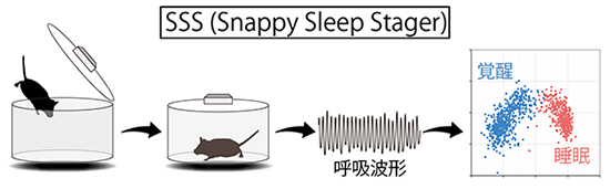 SSS（Snappy Sleep Stager）によるマウスの睡眠解析の図