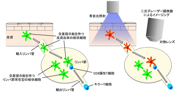 光変換蛍光タンパク質を用いた樹状細胞のイメージング法の図