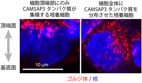 CAMSAP3を強制的に異所発現させたことによるゴルジ体の分布の変化の図