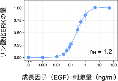 成長因子（EGF）刺激に対するERKのリン酸化応答の図