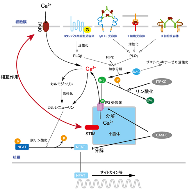 「Ca2+/NFAT経路」と川崎病罹患感受性遺伝子の図