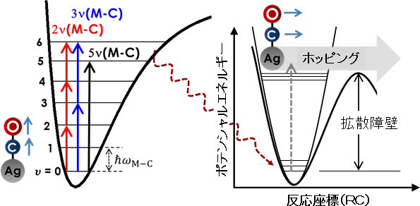 銀基板-CO分子間伸縮振動モードの倍音振動多段励起と励起エネルギーの伝搬過程の図