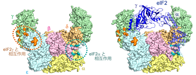 eIF2B のeIF2との相互作用領域図