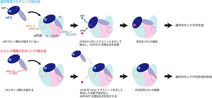 eIF2Bを介したストレス応答機構図