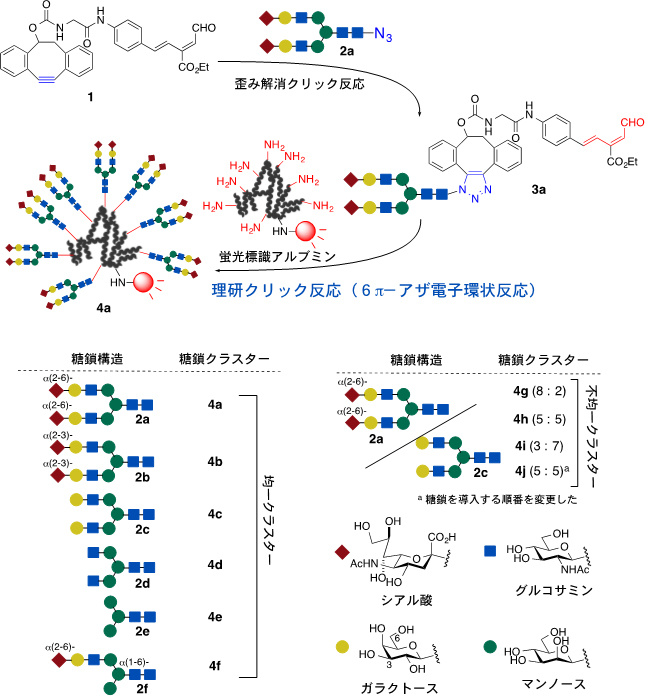 N -結合型糖鎖の構造とアルブミン表面への糖鎖クラスター作製の図
