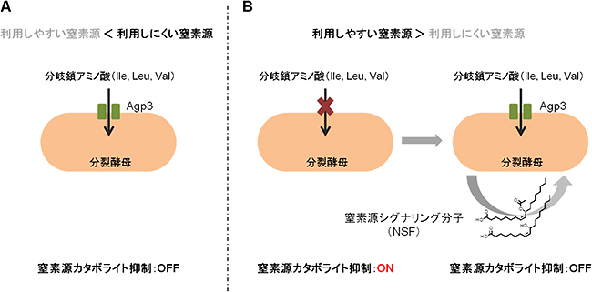 窒素源シグナリング因子を介した細胞間コミュニケーションの模式図の図