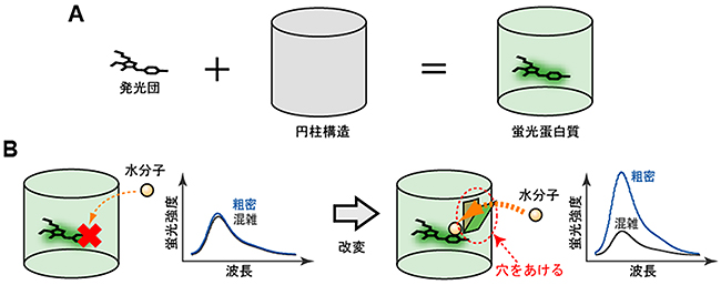 分子混雑に反応する蛍光タンパク質開発の基本的なアイデア図