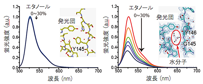 グリシン残基が挿入された蛍光タンパク質の発光強度のエタノール濃度依存性と結晶構造の図