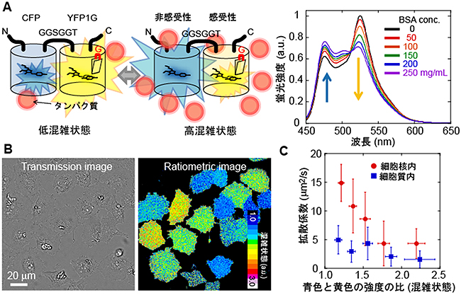 分子混雑により色が変わる蛍光タンパク質GimRETの図