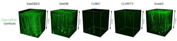 fluorescence imaging -- comparison of optical clearing methods