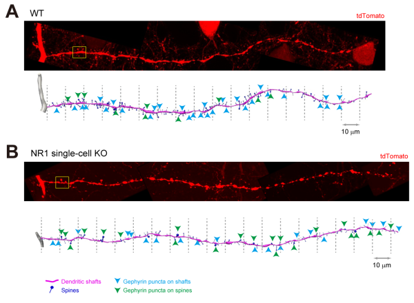 synapse analysis in wild-type and NMDAR-deficient neurons