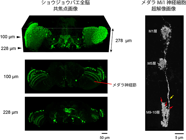 SeeDB2を用いたショウジョウバエ脳のイメージング図