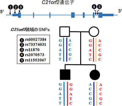 患者兄妹とその両親のハプロタイプ解析の図