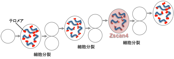 Zscan4の発現によりマウスES細胞が老化を回避するメカニズム図