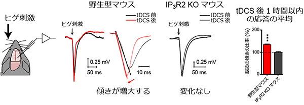 tDCSによる感覚刺激に対する脳波応答の増強の図