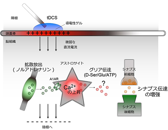 tDCSがマウスのシナプス伝達の増強を起こすモデル図