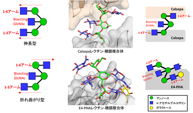 バイセクト型糖鎖とCalsepaレクチンおよびE4-PHAレクチンの複合体の結晶構造の図