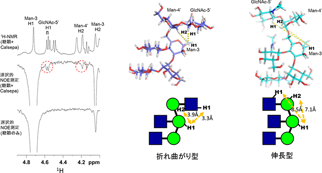 折れ曲がり構造の存在を示すバイセクト型糖鎖NOEシグナルの検出の図