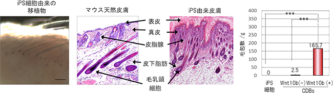 CDB法による皮膚器官系の形成の図