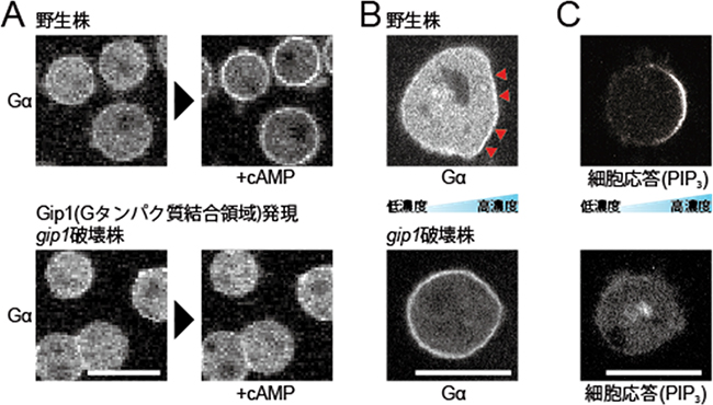 粘菌細胞における走化性物質による三量体Gタンパク質の細胞内局在制御の図