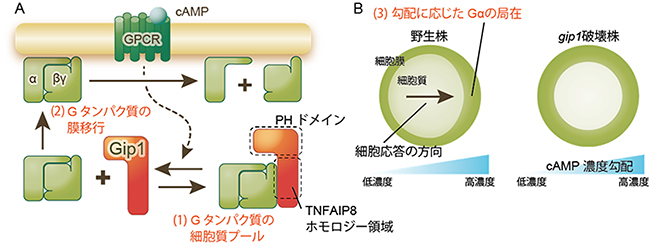 走化性における濃度範囲拡張のメカニズムの図