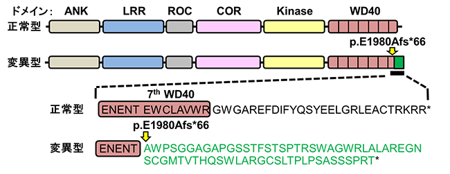 骨硬化性骨幹端異形成症患者におけるLRRK1タンパク質の変異の図