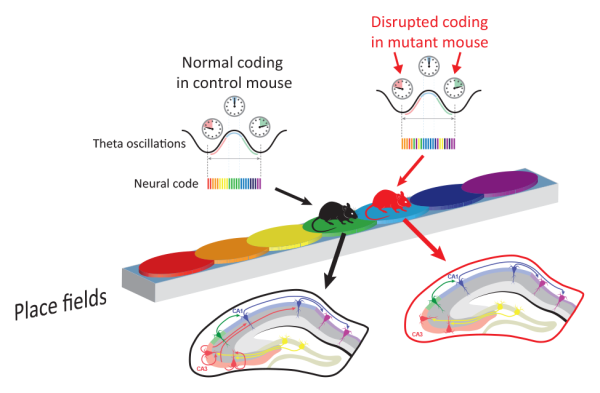 schematic of normal and abnormal place-cell coding in the hippocampus