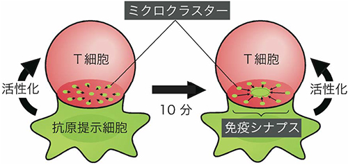 ミクロクラスターと免疫シナプスの図