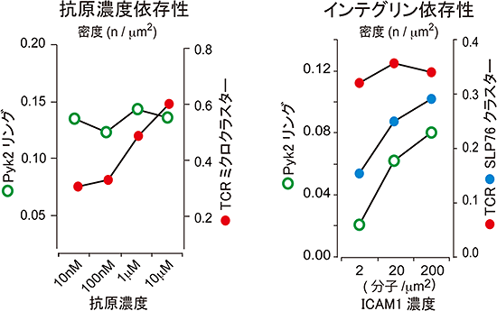 接着分子リングのインテグリン依存性の図