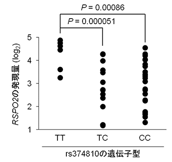疾患感受性SNP(rs374810)の遺伝子型とRSPO2の発現量との関係の図