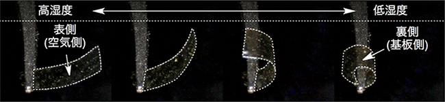 開発した薄膜の湿度変化に応答した屈伸運動の図
