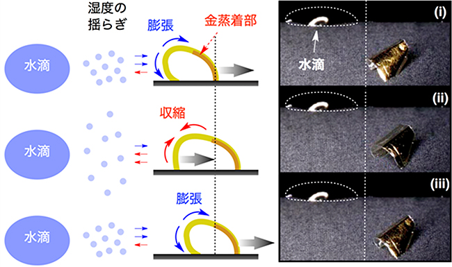 水滴の周りに起こる湿度の揺らぎによって自律的に歩き続ける薄膜アクチュエーターの図